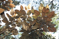 Oreopanax lempiranus