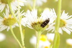 Parascythris muelleri