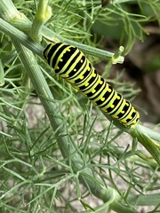 Papilio polyxenes