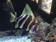 Striped Boarfish photo 2