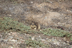 Otospermophilus beecheyi nesioticus
