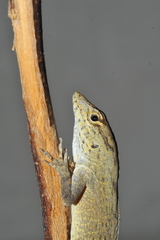 Anolis jubar albertschwartzi
