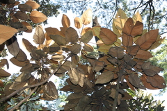 Oreopanax lempiranus