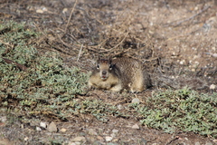 Otospermophilus beecheyi nesioticus