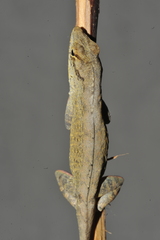Anolis jubar albertschwartzi