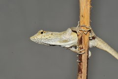Anolis jubar albertschwartzi