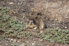Otospermophilus beecheyi nesioticus