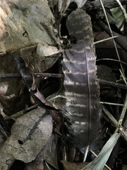 Megascops albogularis