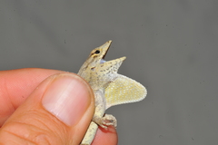 Anolis jubar albertschwartzi
