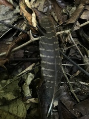 Megascops albogularis