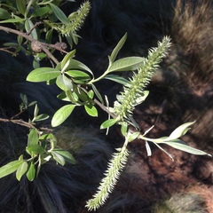 Salix paradoxa
