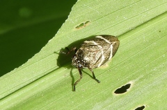 Aeneolamia albofasciata