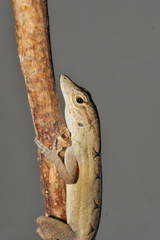 Anolis homolechis