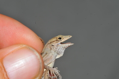 Anolis homolechis