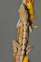 Anolis homolechis