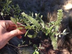 Salix paradoxa