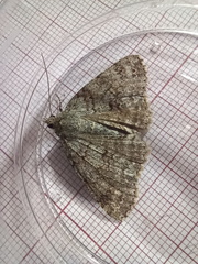 Ascotis fortunata