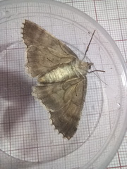 Ascotis fortunata
