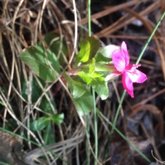 Oenothera deserticola