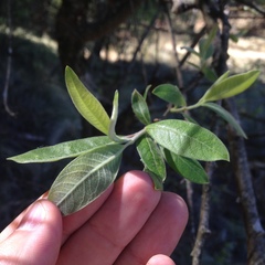 Salix paradoxa