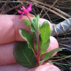 Oenothera deserticola