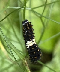 Papilio polyxenes