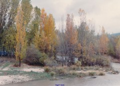 Populus nigra