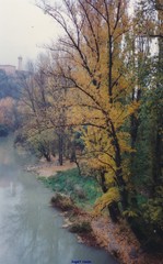 Populus nigra