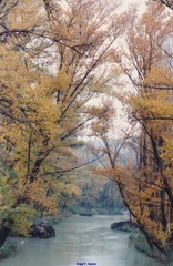 Populus nigra