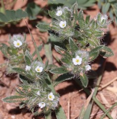 Cryptantha crassisepala