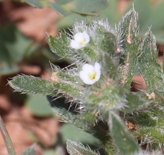 Cryptantha crassisepala