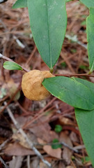Phylloporia amplectens