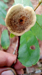 Phylloporia amplectens