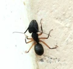 Camponotus renggeri