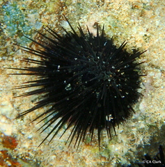 Echinostrephus aciculatus
