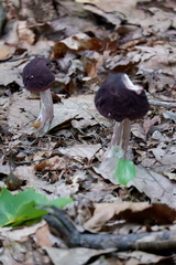 Tylopilus alboater