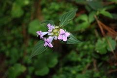 Pentas