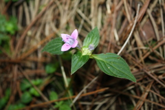 Pentas