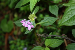 Pentas