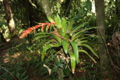 Tillandsia excelsa