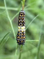 Papilio polyxenes