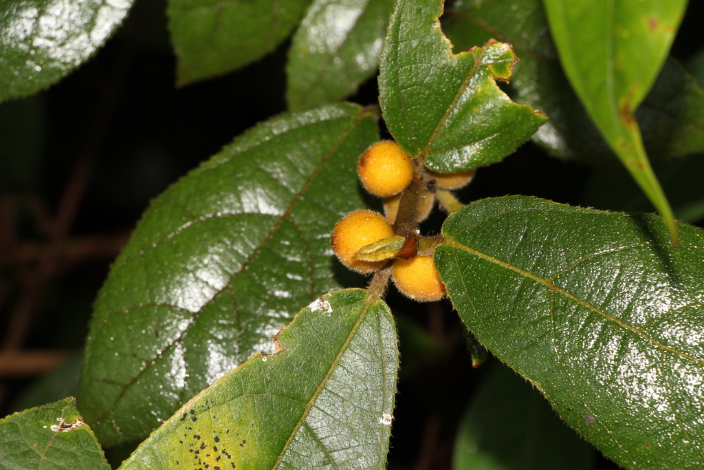 Queensland Bottle Tree (Flora Singapore List B) · iNaturalist