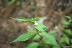 Diastatea