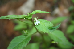 Diastatea