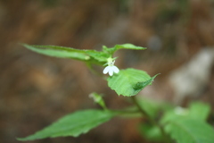 Diastatea