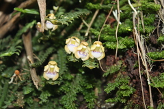 Dichaea squarrosa