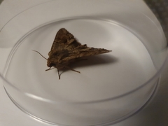 Apamea monoglypha