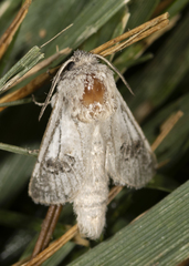 Parahypopta caestrum
