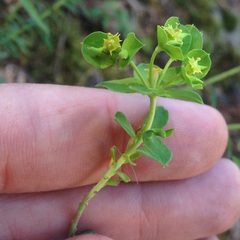 Euphorbia esuliformis