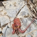 photo of California Spiny Lobster (Panulirus interruptus)